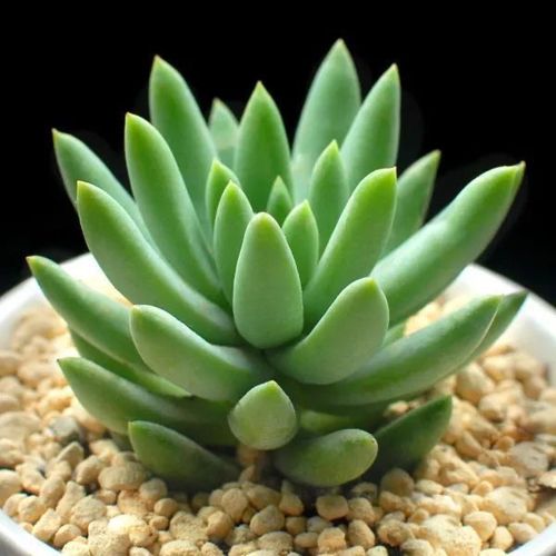 玉珠莲和千佛手的区别？玉珠莲的属性？-第3张图片-优品飞百科