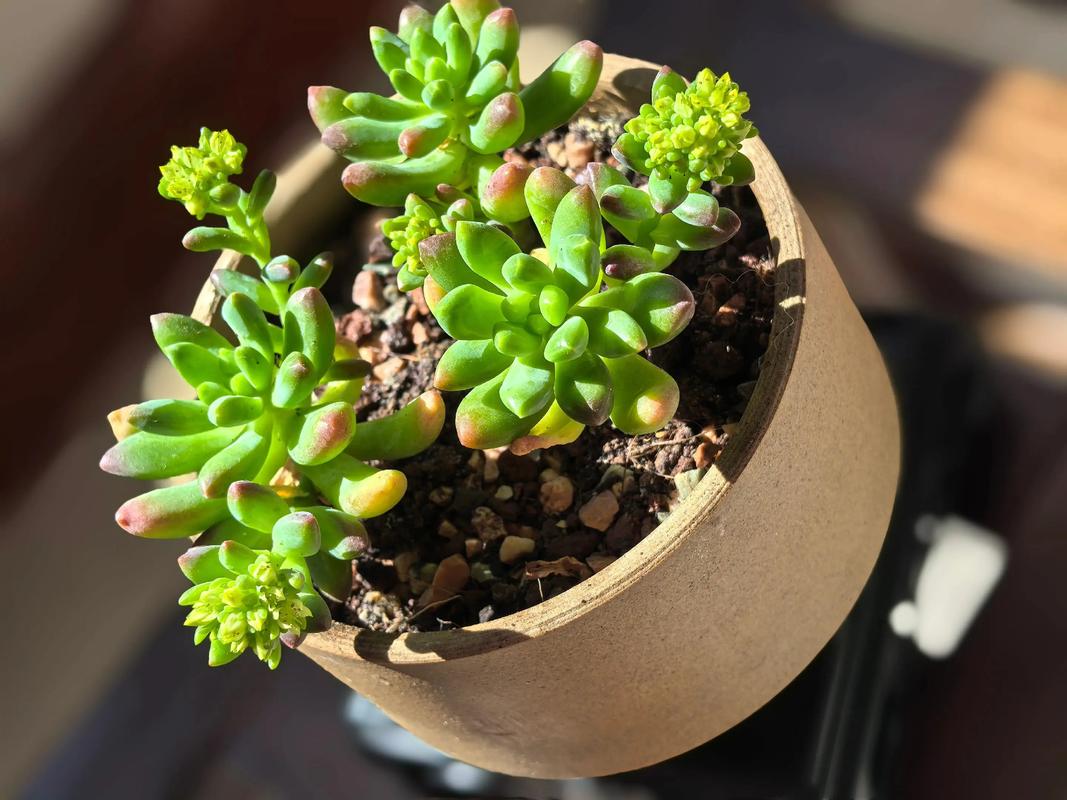 玉珠莲和千佛手的区别？玉珠莲的属性？-第4张图片-优品飞百科