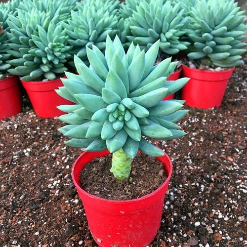 玉珠莲和千佛手的区别？玉珠莲的属性？-第5张图片-优品飞百科