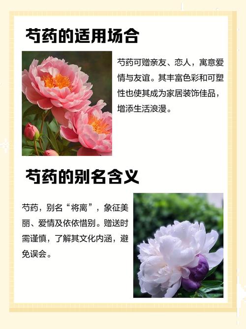 为什么家里不能种芍药？为什么家里不能种芍药的风水禁忌？-第1张图片-优品飞百科