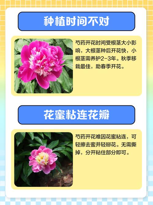 为什么家里不能种芍药？为什么家里不能种芍药的风水禁忌？-第2张图片-优品飞百科