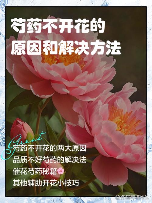 为什么家里不能种芍药？为什么家里不能种芍药的风水禁忌？-第3张图片-优品飞百科