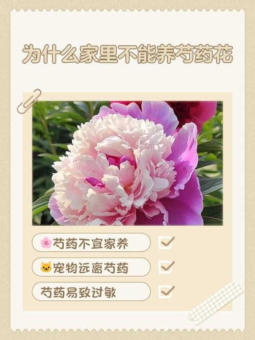 为什么家里不能种芍药？为什么家里不能种芍药的风水禁忌？-第4张图片-优品飞百科
