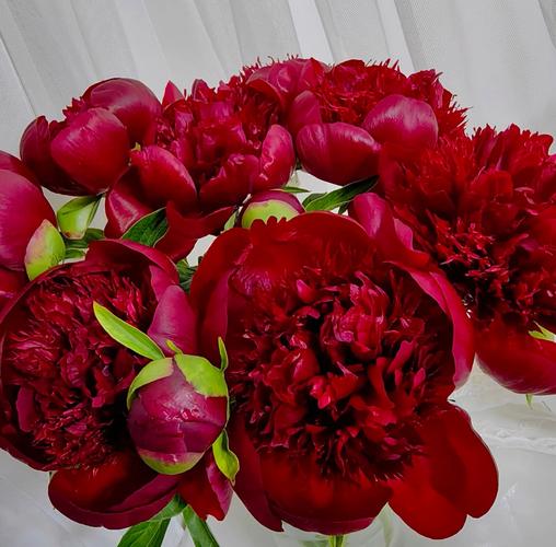 为什么家里不能种芍药？为什么家里不能种芍药的风水禁忌？-第5张图片-优品飞百科