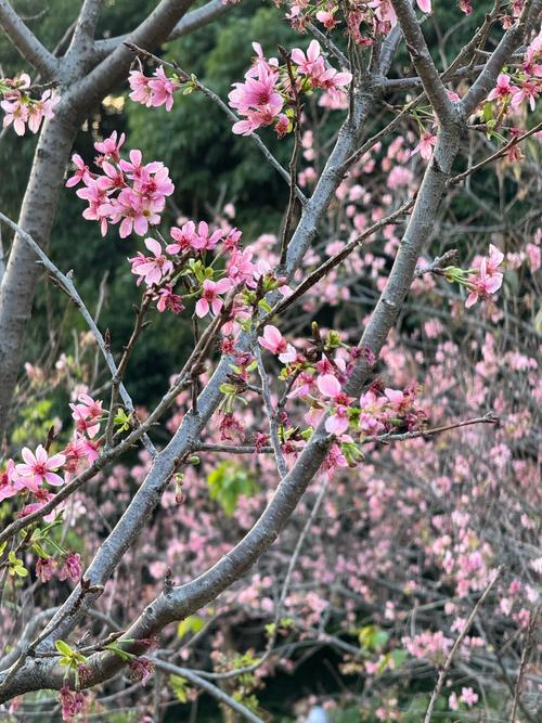 广州萝岗天气预报，广州萝岗天气预报15天-第1张图片-优品飞百科