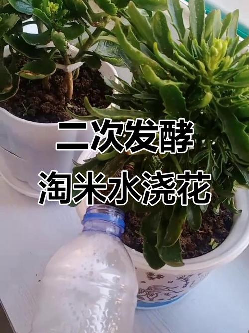淘米水浇花需要发酵吗，怎么算发酵好，浇花用的淘米水要发酵几天才可以用-第1张图片-优品飞百科