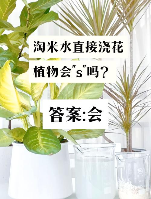 淘米水浇花需要发酵吗，怎么算发酵好，浇花用的淘米水要发酵几天才可以用-第2张图片-优品飞百科