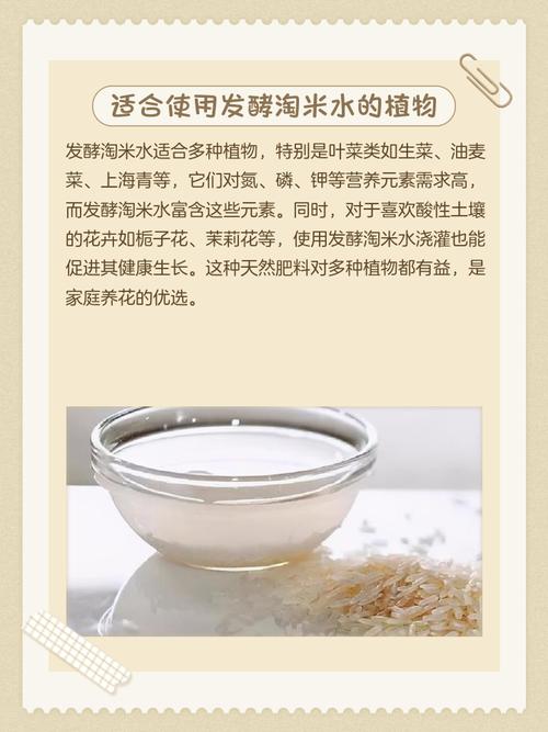 淘米水浇花需要发酵吗，怎么算发酵好，浇花用的淘米水要发酵几天才可以用-第4张图片-优品飞百科