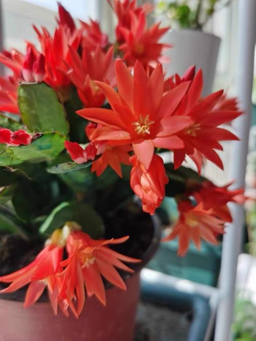 蟹爪兰吸收甲醛吗？蟹爪兰会释放有害气体吗？-第2张图片-优品飞百科