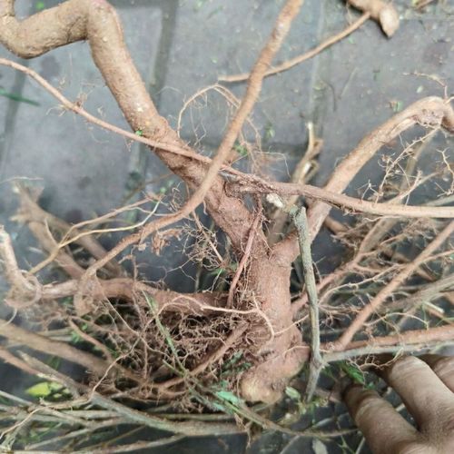 含羞草的特点（植物含羞草），含羞草图片，含羞草的全部特点？-第1张图片-优品飞百科