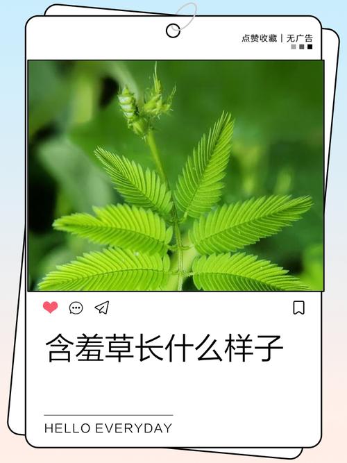 含羞草的特点（植物含羞草），含羞草图片，含羞草的全部特点？-第2张图片-优品飞百科