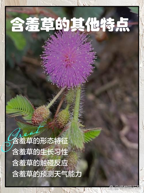 含羞草的特点（植物含羞草），含羞草图片，含羞草的全部特点？-第4张图片-优品飞百科