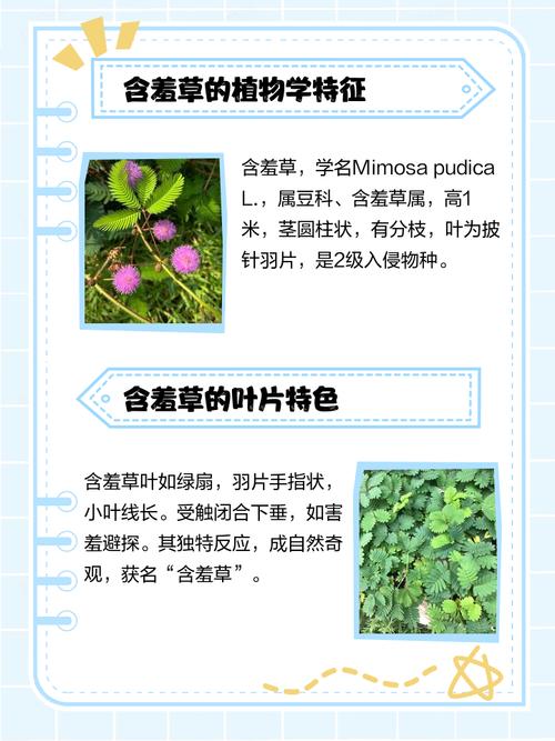 含羞草的特点（植物含羞草），含羞草图片，含羞草的全部特点？-第5张图片-优品飞百科