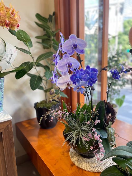 兰花可以放在卧室吗，兰花可以放在卧室吗?-第1张图片-优品飞百科