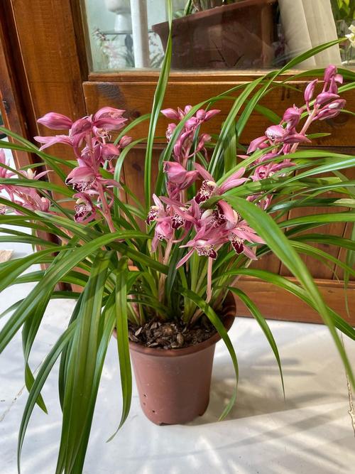 兰花可以放在卧室吗，兰花可以放在卧室吗?-第2张图片-优品飞百科