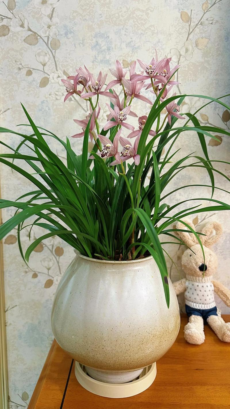兰花可以放在卧室吗，兰花可以放在卧室吗?-第3张图片-优品飞百科