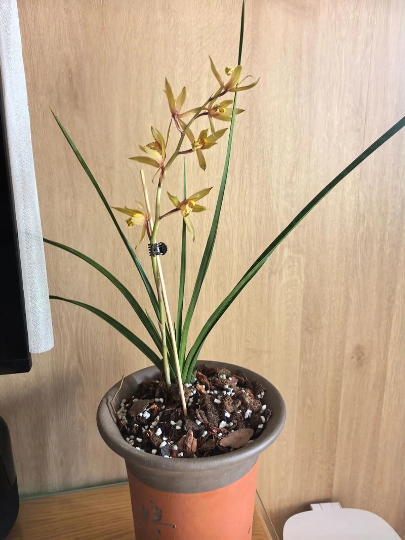 兰花可以放在卧室吗，兰花可以放在卧室吗?-第4张图片-优品飞百科