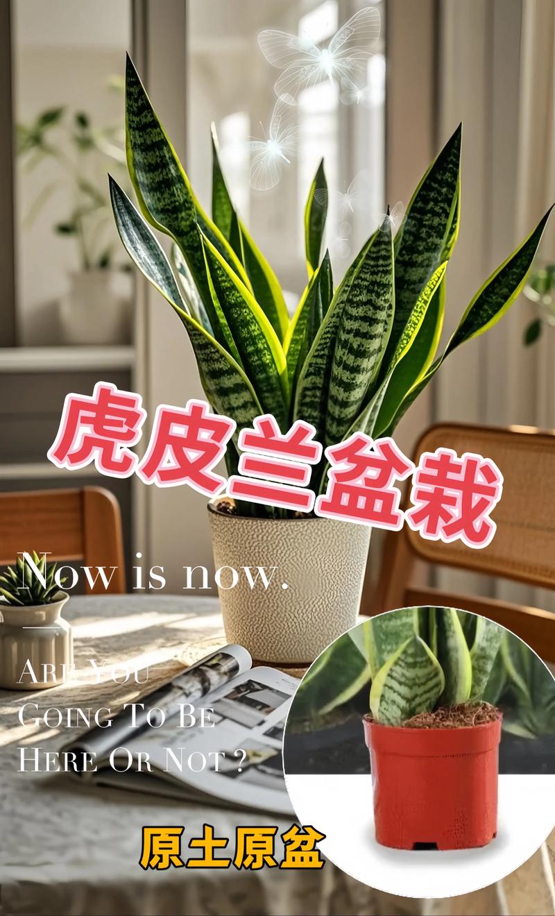 兰花可以放在卧室吗，兰花可以放在卧室吗?-第5张图片-优品飞百科