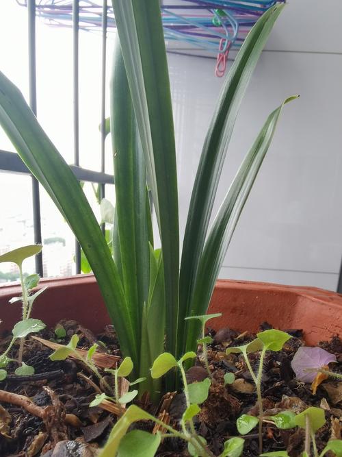 兰花可以放在卧室吗，兰花可以放在卧室吗?-第6张图片-优品飞百科