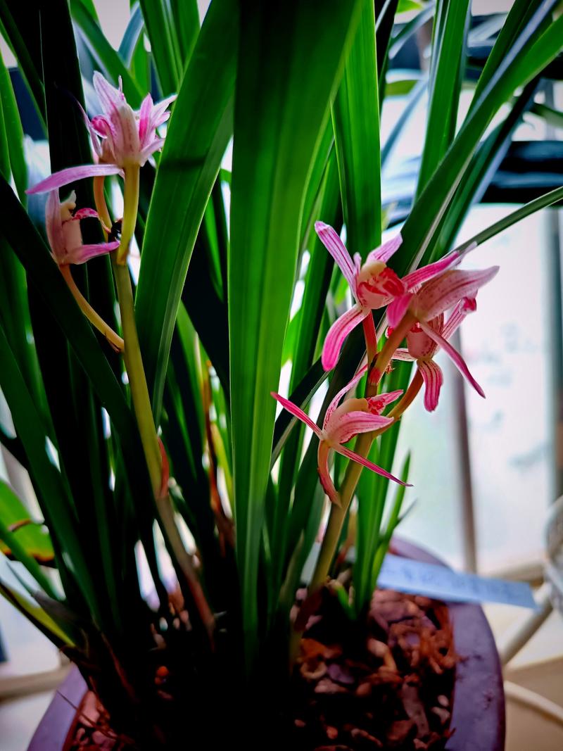 兰花可以放在卧室吗，兰花可以放在卧室吗?-第7张图片-优品飞百科