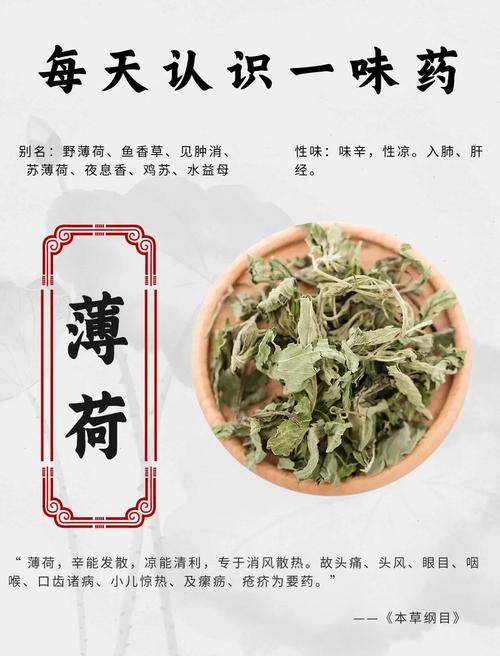 薄荷适合在室内养吗，薄荷不能在家养的原因-第2张图片-优品飞百科