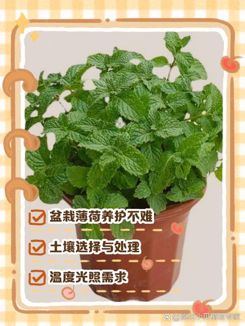 薄荷适合在室内养吗，薄荷不能在家养的原因-第3张图片-优品飞百科