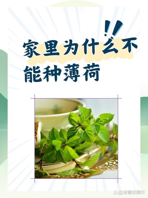 薄荷适合在室内养吗，薄荷不能在家养的原因-第4张图片-优品飞百科