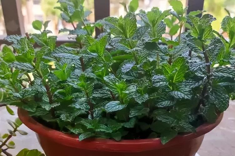 薄荷适合在室内养吗，薄荷不能在家养的原因-第5张图片-优品飞百科