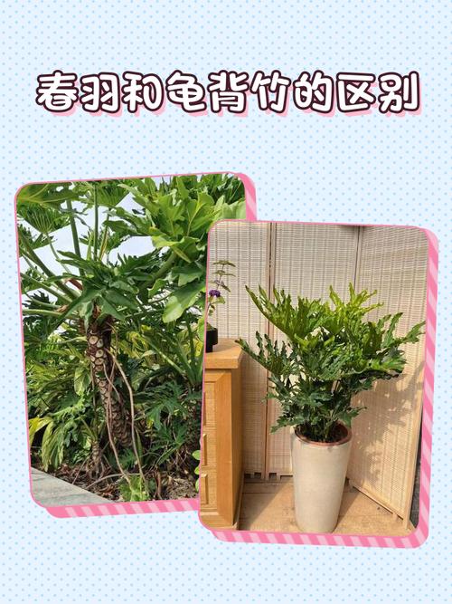 龟背竹能吸甲醛吗，龟背竹吸甲醛效果怎么样-第1张图片-优品飞百科