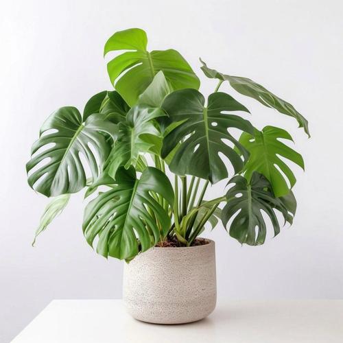 龟背竹能吸甲醛吗，龟背竹吸甲醛效果怎么样-第2张图片-优品飞百科