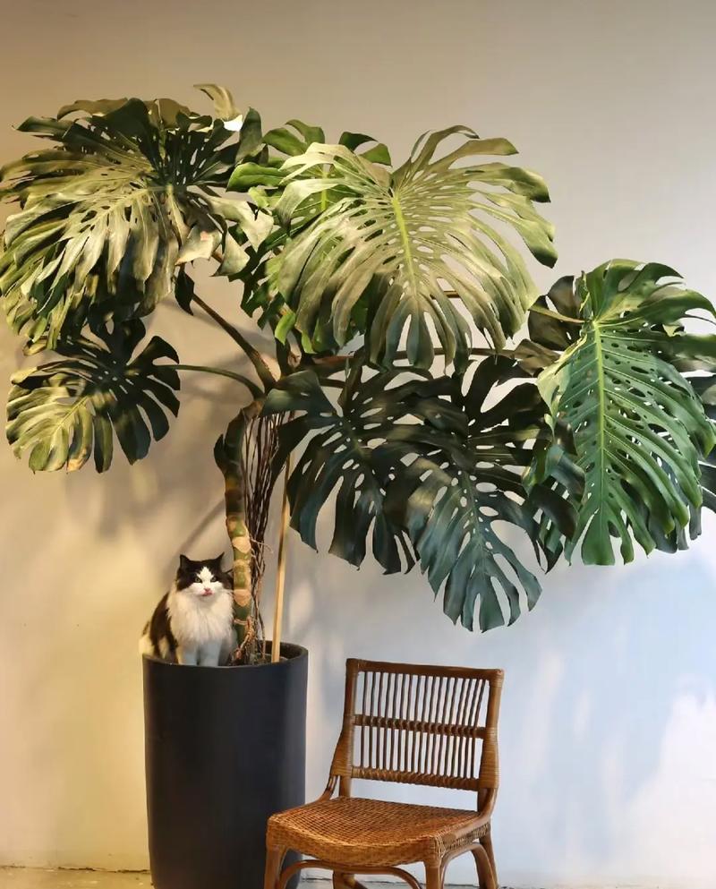 龟背竹能吸甲醛吗，龟背竹吸甲醛效果怎么样-第3张图片-优品飞百科