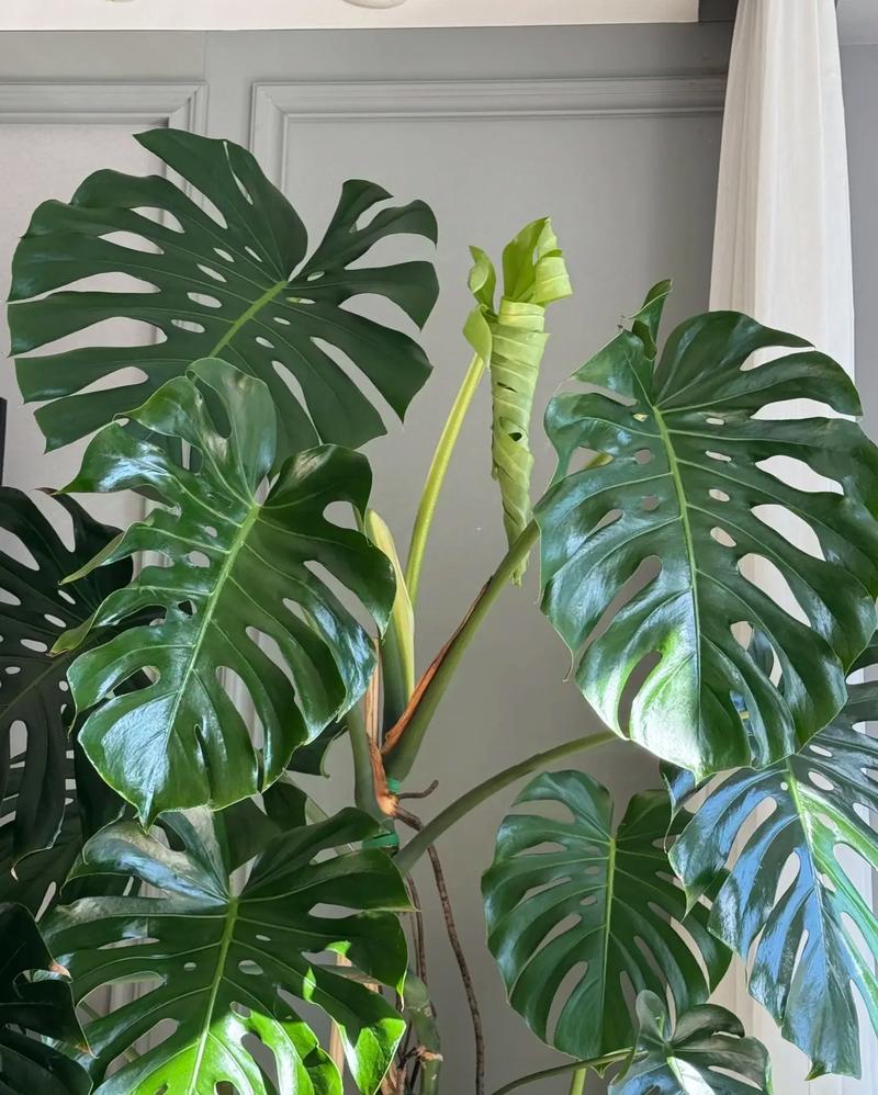 龟背竹能吸甲醛吗，龟背竹吸甲醛效果怎么样-第4张图片-优品飞百科