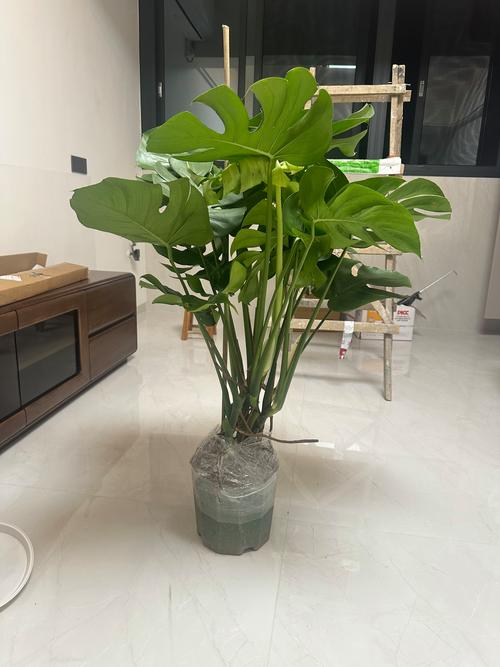 龟背竹能吸甲醛吗，龟背竹吸甲醛效果怎么样-第5张图片-优品飞百科