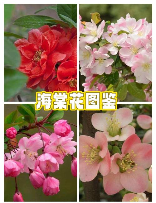 海棠花有几种，海棠图片？海棠花有几个品种,如何养植？-第1张图片-优品飞百科
