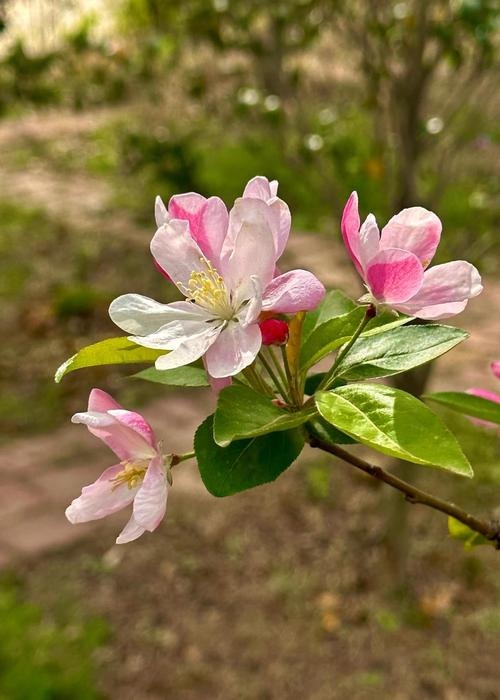 海棠花有几种，海棠图片？海棠花有几个品种,如何养植？-第4张图片-优品飞百科