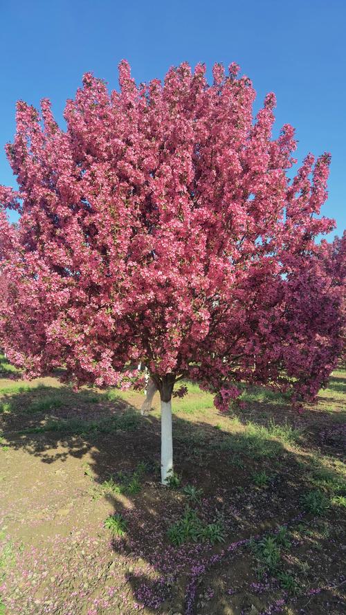 海棠花有几种，海棠图片？海棠花有几个品种,如何养植？-第5张图片-优品飞百科