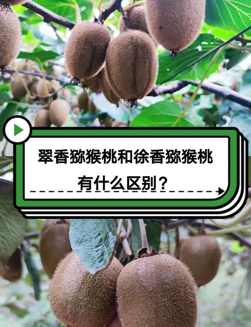 徐香猕猴桃和翠香猕猴桃的区别,哪个好吃,徐香还是翠香猕猴桃好吃?-第7张图片-优品飞百科 徐香猕猴桃和翠香猕猴桃的区别,哪个好吃,徐香还是翠香猕猴桃好吃?-第7张图片-优品飞百科