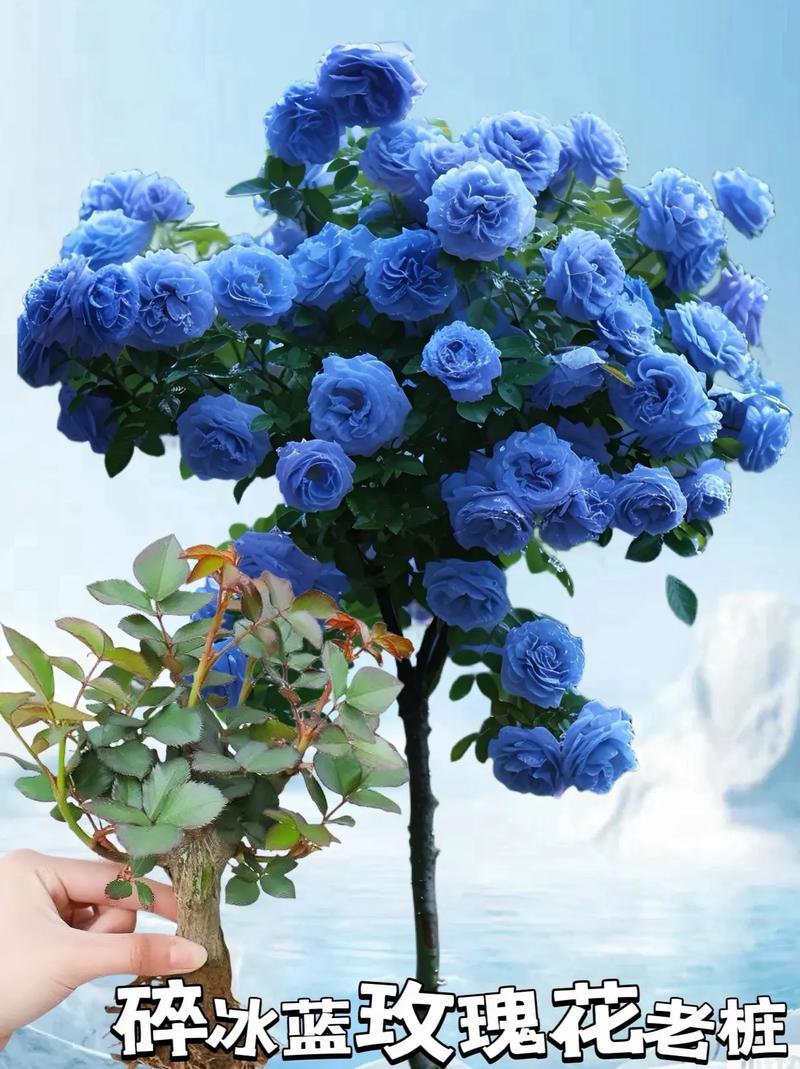 圣诞节适合送蓝色妖姬还是红玫瑰，圣诞节适合送蓝色妖姬还是红玫瑰呢？