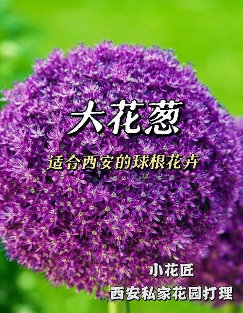 大花葱有什么价值，大葱花有什么功效-第1张图片-优品飞百科