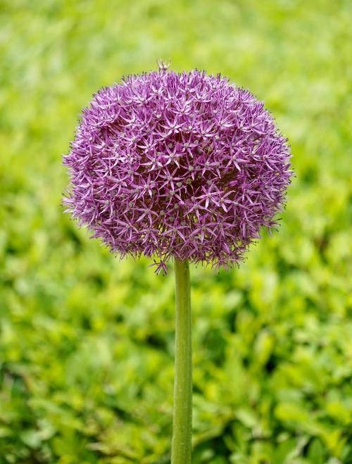 大花葱有什么价值，大葱花有什么功效-第2张图片-优品飞百科