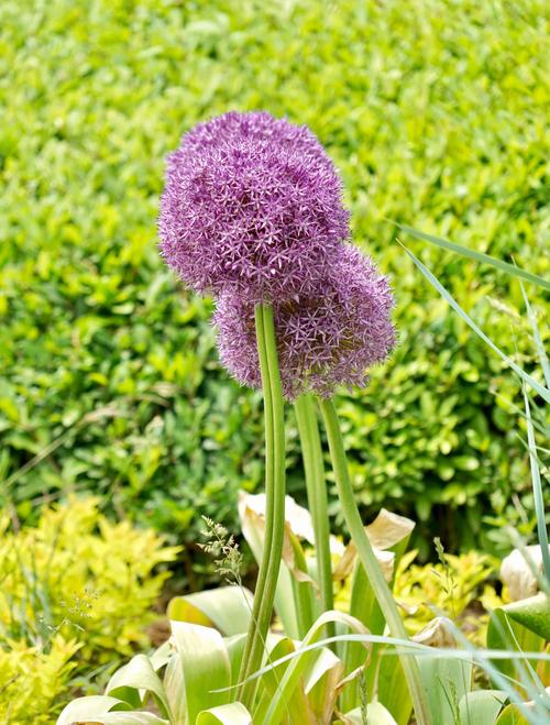 大花葱有什么价值，大葱花有什么功效-第3张图片-优品飞百科