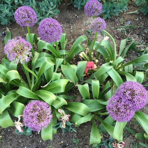 大花葱有什么价值，大葱花有什么功效-第4张图片-优品飞百科