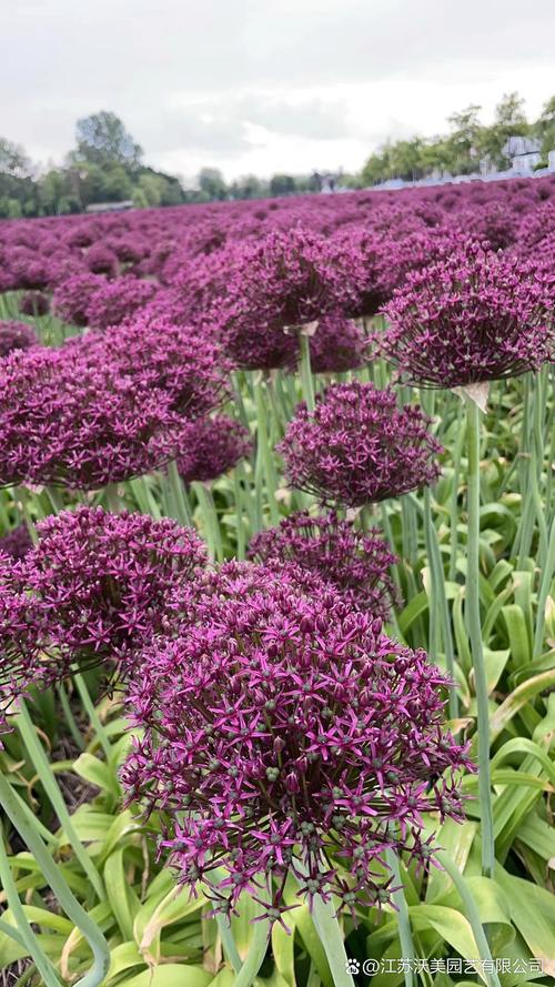 大花葱有什么价值，大葱花有什么功效-第5张图片-优品飞百科