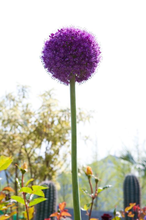 大花葱有什么价值，大葱花有什么功效-第6张图片-优品飞百科