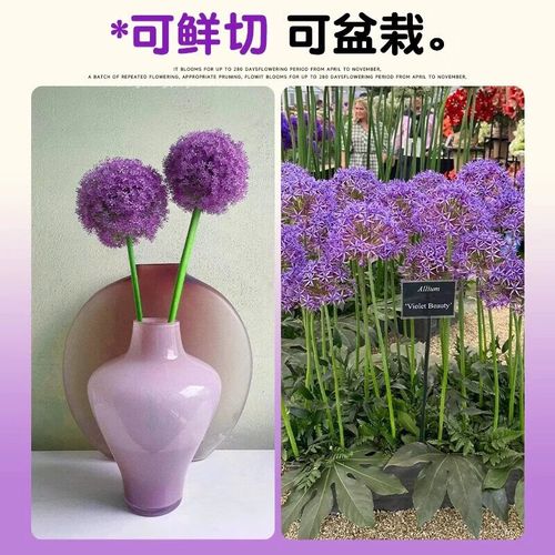 大花葱有什么价值，大葱花有什么功效-第7张图片-优品飞百科