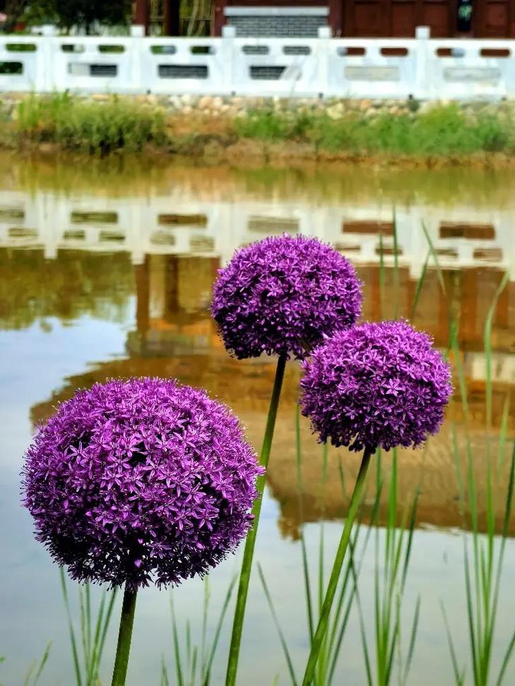 大花葱有什么价值，大葱花有什么功效-第8张图片-优品飞百科