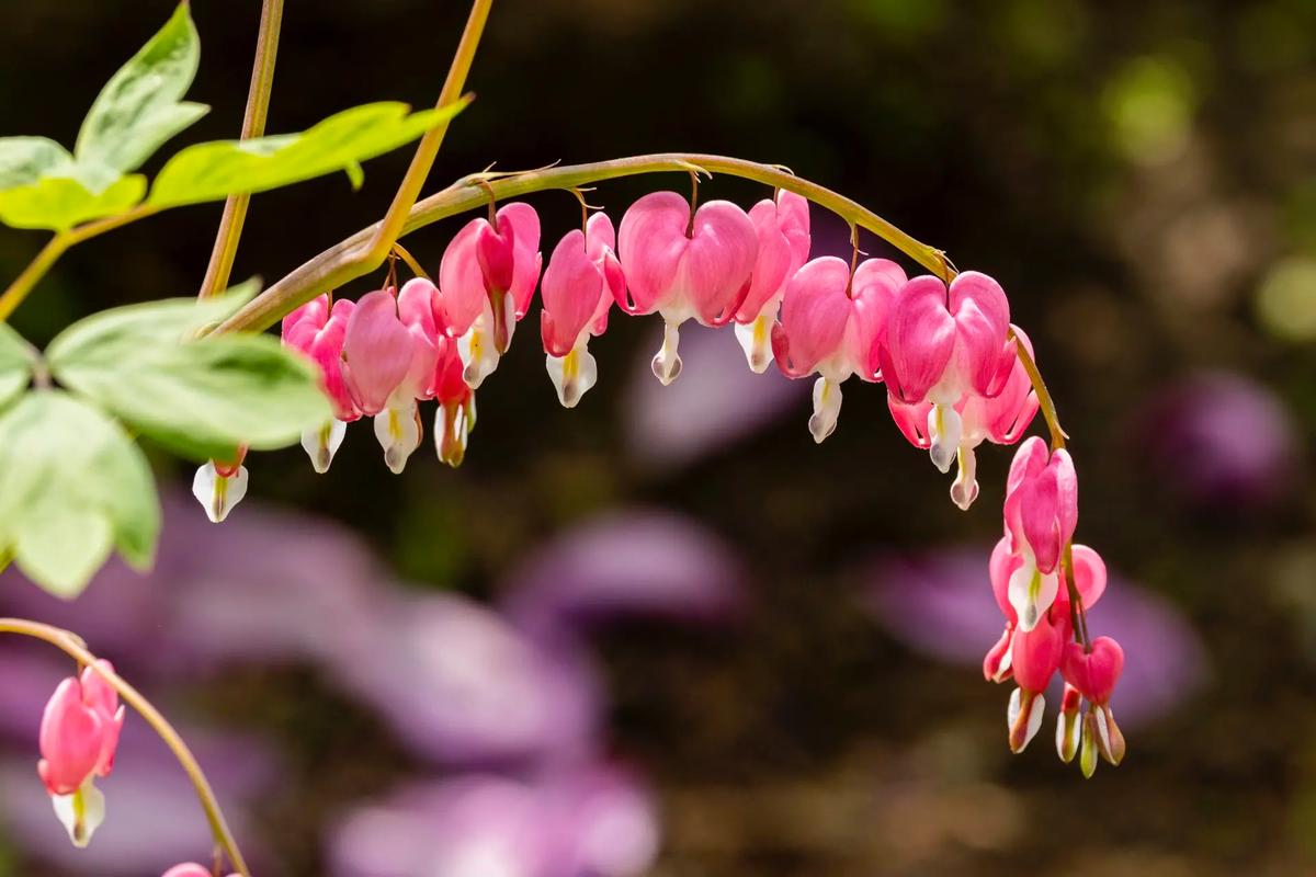荷包牡丹的功效和作用，荷包牡丹又叫什么？-第2张图片-优品飞百科