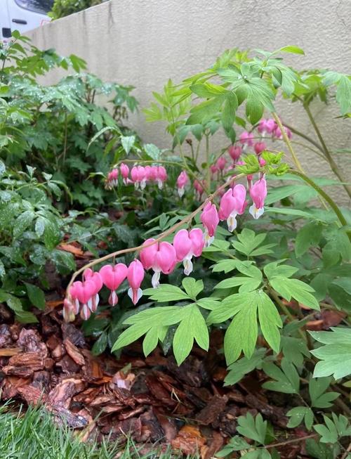 荷包牡丹的功效和作用，荷包牡丹又叫什么？-第4张图片-优品飞百科