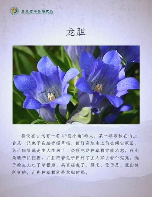 龙胆草的功效和作用，龙胆草的功效和作用及禁忌-第2张图片-优品飞百科