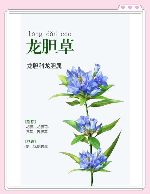 龙胆草的功效和作用，龙胆草的功效和作用及禁忌-第3张图片-优品飞百科